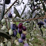 Poggio La Grognola 3*