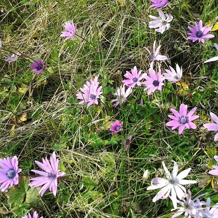 Poggio La Grognola 3* Cannara