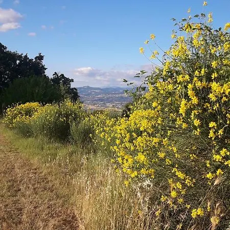 Poggio La Grognola Alojamento de Acomodação e Pequeno-almoço Cannara
