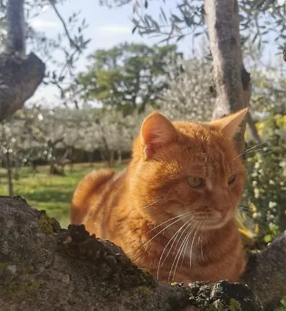 Alojamento de Acomodação e Pequeno-almoço Poggio La Grognola