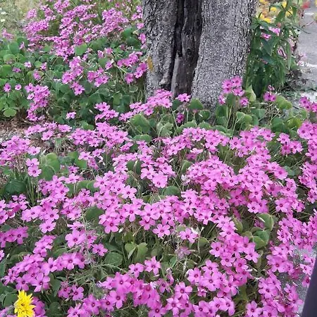 Poggio La Grognola Bed & Breakfast