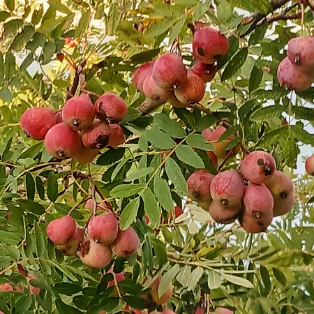 Poggio La Grognola Bed & Breakfast 3*