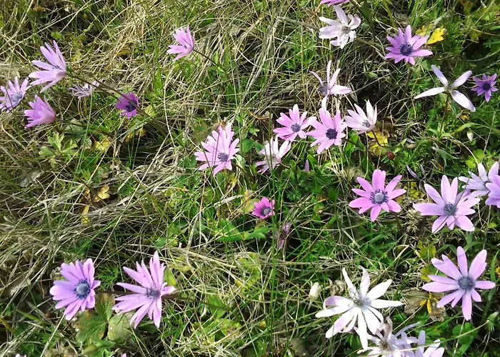 Poggio La Grognola 3* Cannara