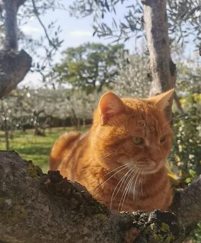 Nocleg ze śniadaniem Poggio La Grognola