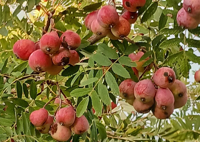 Poggio La Grognola Bed and Breakfast 3*