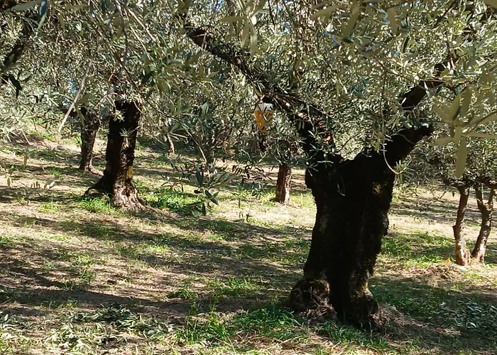 Poggio La Grognola Bed and Breakfast